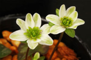 雪割草その4。緑弁三段咲。 雪割草その4。緑弁三段咲。