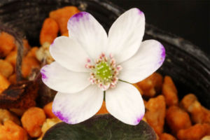 雪割草その5。標準花爪紫。 雪割草その5。標準花爪紫。