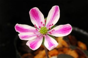 雪割草その6。標準花網目大輪。 雪割草その6。標準花網目大輪。