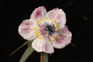 01 赤花セツブンソウ 01 赤花セツブンソウ