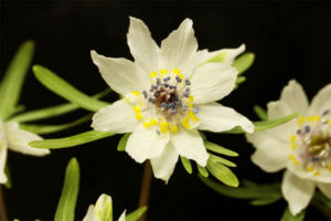 03 八重咲セツブンソウ 03 八重咲セツブンソウ