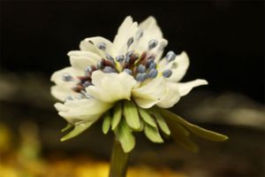 04帯化セツブンソウ 04帯化セツブンソウ