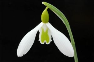 05 ガランサス ウェンディーズゴールド 05 ガランサス ウェンディーズゴールド