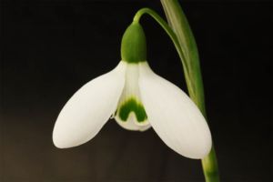 06 ガランサス セント・アーノット 06 ガランサス セント・アーノット