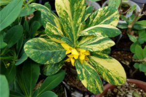 突然ですがナニワズです。かなり派手なきれいな掃込斑のナニワズです。 突然ですがナニワズです。かなり派手なきれいな掃込斑のナニワズです。