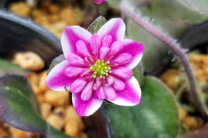 これも非常に形の良い、整った覆輪二段咲。本日ここで紹介しているのはどれも一級品ですね。 これも非常に形の良い、整った覆輪二段咲。本日ここで紹介しているのはどれも一級品ですね。