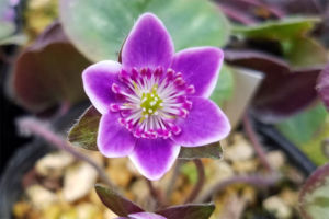 これも覆輪です。縁取りだけの、いうなればピコティタイプでしょうか。こんな風に縁全体に覆輪がまわるのは、意外とありません。 これも覆輪です。縁取りだけの、いうなればピコティタイプでしょうか。こんな風に縁全体に覆輪がまわるのは、意外とありません。