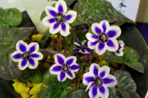 非常に良い色で、覆輪もクッキリした標準花。これも一般受けの良いタイプのようです。 非常に良い色で、覆輪もクッキリした標準花。これも一般受けの良いタイプのようです。