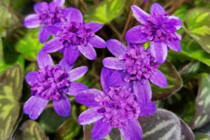 唐子咲。よく見ると外弁にかすりのような模様と白い覆輪が入って、花型とあいまってユニークな花です。暗いと花の模様が目立たない。 唐子咲。よく見ると外弁にかすりのような模様と白い覆輪が入って、花型とあいまってユニークな花です。暗いと花の模様が目立たない。