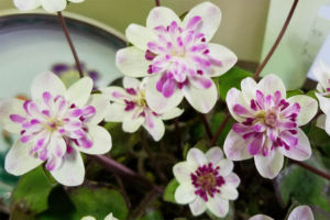 唐子咲の鶴声。つるのこえです。うっすら網目に二段弁のまだらに散った赤が独特。 唐子咲の鶴声。つるのこえです。うっすら網目に二段弁のまだらに散った赤が独特。