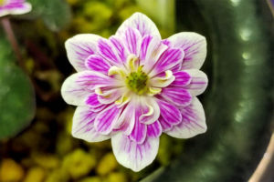 網目模様のきれいな花。これは実生新花ですね。花型も整っています。 網目模様のきれいな花。これは実生新花ですね。花型も整っています。