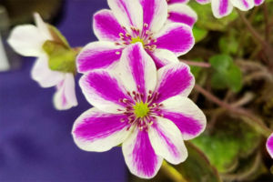 濃い網目模様の標準花。きれいです。 濃い網目模様の標準花。きれいです。