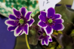 これも実生新花。かなり濃い色の覆輪で、花が堂々としていて高評価です。こういうのが一般には受けるようです。 これも実生新花。かなり濃い色の覆輪で、花が堂々としていて高評価です。こういうのが一般には受けるようです。