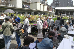 初日の様子です。多くのお客さんで賑わいました。 日草展