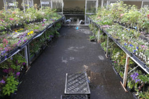 中越植物園の売り場です。 日草展