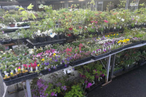 中越植物園の売り場の一角です。棚下も使いました。 日草展