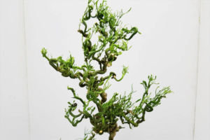 カラタチ「香の煙」。雲竜で細葉のユニークな姿が魅力的です。うちでは葉が虫に食べられやすいですが、基本的に丈夫な植物です。 カラタチ 香の煙