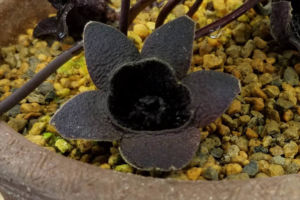 五弁花のコシノカンアオイ。カンアオイの斑入は安定しないものもありますが、この花はほぼ毎年五弁で咲きます。 コシノカンアオイ 黒人手