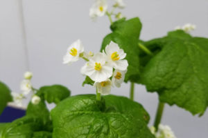サンカヨウ。花期が短く、株に力がないときれいに咲かないことも多い植物です。この展示品は立派に咲いていました。 サンカヨウ
