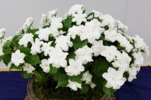 いつも人気のある八重咲エンレイソウ。これも相当の作込品です。 八重咲エンレイソウ