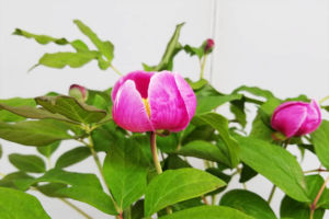 四国産の紅花ヤマシャクヤク。覆輪ぽくなることが多いタイプで、この展示品は特徴がよく出ています。 紅花ヤマシシャクヤク 紅剣