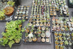 栃木のエムズプランツさんが多肉植物も販売していました。撤収中の露天商のような状態。魅力的なものが沢山あります。 多肉植物