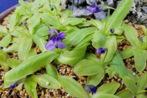 なかなか栽培がむずかしい日本のムシトリスミレ。これくらい群生させると見事です。花の色もきれい。 日本ムシトリスミレ