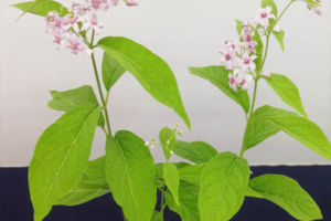 桃花クサタチバナ。展示品の中でも注目を集めていたのではないかと思います。花色は個体により、また年により差がありますが、展示品はとてもきれいなピンクで咲いてくれました。 桃花クサタチバナ