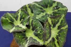 湖南ハッカクレン。地模様がよく出ていてきれいに作られています。 湖南ハッカクレン