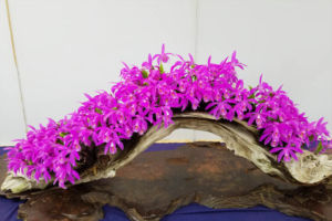 雲南トキソウ。これもよく詰まって出来ていました。 雲南トキソウ