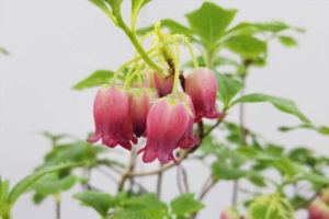 ヨウラクツツジ。花のアップなのでわかりませんが全体としていい株でした。花もいい形です。 鬼怒川ヨウラク