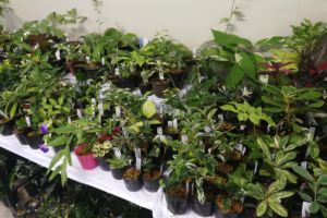 斑入などもまだまだきれいなものが多くありました。 斑入などもまだまだきれいなものが多くありました。