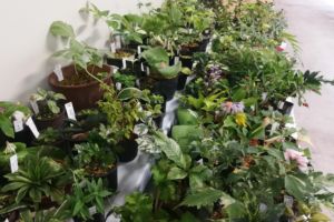 これは奥の斑入などをならべている場所。 これは奥の斑入などをならべている場所。