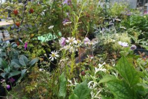 並べてみるとかなりボリューム満点になってしまいました。 並べてみるとかなりボリューム満点になってしまいました。