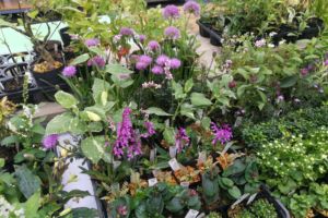 秋の山野草いろいろ。 秋の山野草いろいろ。