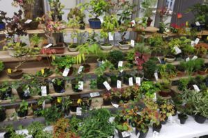 小品盆栽や豆盆栽も充実していました。 小品盆栽や豆盆栽も充実していました。