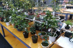 盆栽屋さんも何件か出ていて、ロウヤガキの実付もたくさんありました。 盆栽屋さんも何件か出ていて、ロウヤガキの実付もたくさんありました。