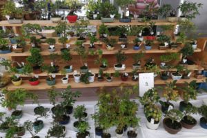 豆盆栽のお店も何件もあり、よくできた鉢がたくさんありました。 豆盆栽のお店も何件もあり、よくできた鉢がたくさんありました。