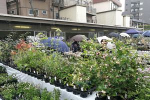 二日目。二日目はちょっと小雨がぱらついたのですが、それでも多くのお客さんが遊びに来てくれました。 二日目。二日目はちょっと小雨がぱらついたのですが、それでも多くのお客さんが遊びに来てくれました。